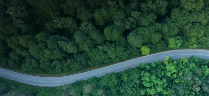 Overhead of trees and winding road