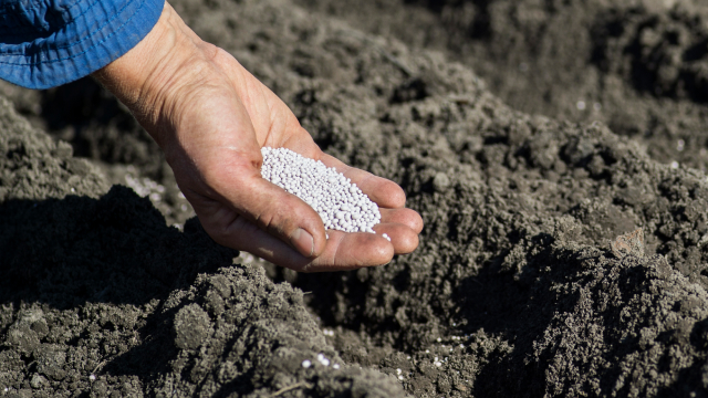 A person holding a seeds in hand