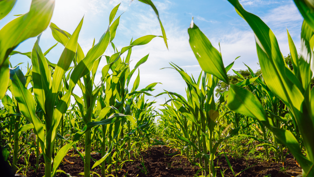Green corn plants under a blue sky