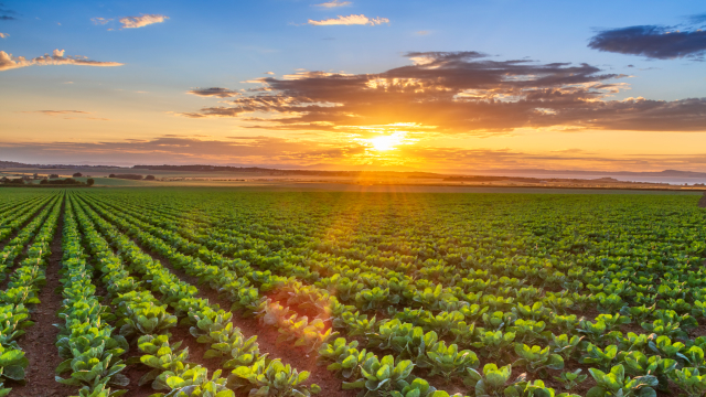 Green crops growing in a field at sunset