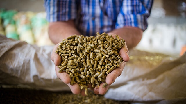 Person holding seeds.