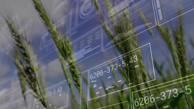 Agricultural field with wheat plants overlaid by digital dashboards and financial data
